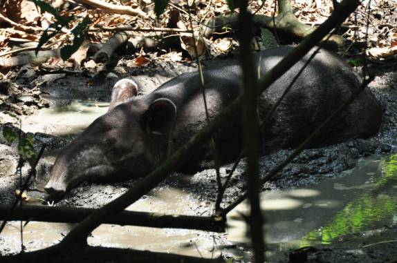 Encontro com uma anta em trilha do Parque Nacional Corcovado, na Península de Osa, no sul da Costa Rica
